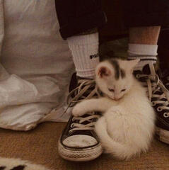pets